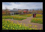 Keukenhof Hollandia 023